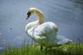 A beautiful shot of swams on the blue water. Wild life photography