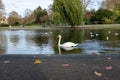 Swam swimming across a lake regents park UK