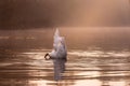 swan swimming and eating in the river Royalty Free Stock Photo