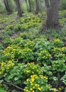 In a swamp, in the alder forest blossom marsh marigold Caltha palustris