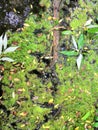 Swamp algae. Green algae patterns on the water. Green swamp. The polluted water were covered with film and algae Royalty Free Stock Photo