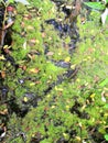 Swamp algae. Green algae patterns on the water. Green swamp. The polluted water were covered with film and algae Royalty Free Stock Photo