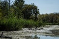 Swamp area Imperial Pond, Carska bara, Serbia. Large natural habitat for rare birds and other species