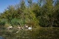 Swamp area Imperial Pond, Carska bara, Serbia. Large natural habitat for rare birds and other species