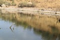 Swamp area with little water and dry trunks of small trees