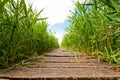 Swamp area and wooden footpath