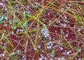 Swamp in autumn, white hail grains on swamp vegetation, grass, moss, and lichens in autumn colors, autumn time