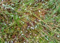 Swamp in autumn, white hail grains on swamp vegetation, grass, moss, and lichens in autumn colors, autumn time