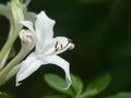 Swamp Azalea a Graceful White Flower on a Woodland Trail