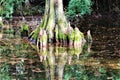 Bald Cypress Tree