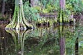 Bald Cypress Tree