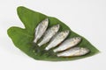 Swamp barb or Puthi of Bangladesh on arum leaf in studio. The swamp barb or chola barb, Puntius chola, is a tropical freshwater Royalty Free Stock Photo