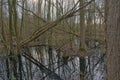 swamp in a bare winter forest in the flemish countryside