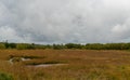 Swamp in beglium called Hautes Fagnes