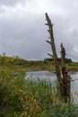 Swamp in beglium called Hautes Fagnes