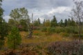 Swamp in beglium called Hautes Fagnes