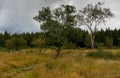 Swamp in beglium called Hautes Fagnes