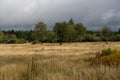 Swamp in beglium called Hautes Fagnes