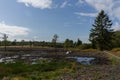 Swamp in beglium called Hautes Fagnes