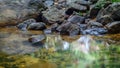 Swamp in the Beraliya tropical rainforest, surrounded by mossy rock boulders and fallen trees, and lush green foliage around. cool Royalty Free Stock Photo