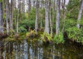 Swamp in Big Cypress National Preserve, Florida, United States Royalty Free Stock Photo