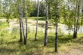 Swamp in the birch forest in summer Royalty Free Stock Photo