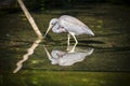 Swamp bird at Florida Everglades Royalty Free Stock Photo