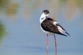 Black wingerd stilt  swamp birds European ponds and lakes Royalty Free Stock Photo