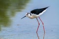 Black wingerd stilt  swamp birds European ponds and lakes Royalty Free Stock Photo