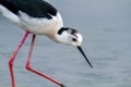 Black wingerd stilt  swamp birds European ponds and lakes Royalty Free Stock Photo