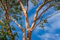 Swamp bloodwood or Corymbia Ptychocarpa tree trunk with leaves Royalty Free Stock Photo