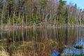 Swamp, bog, marsh, mire, wetland, fen, morass, quagmire, slough, marshland Royalty Free Stock Photo
