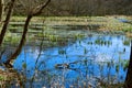 Swamp, bog, marsh, mire, wetland, fen, morass, quagmire, slough, marshland Royalty Free Stock Photo
