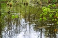 Swamp, bog, marsh, mire, wetland, fen, morass, quagmire, slough, marshland Royalty Free Stock Photo