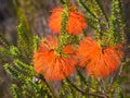 Swamp Bottlebrush Flowers Royalty Free Stock Photo