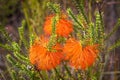 Swamp Bottlebrush Flowers Royalty Free Stock Photo