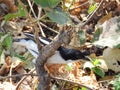 Swamp boubou hunting for prey