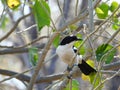 Swamp boubou isolated hunting for insects