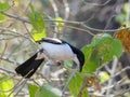 Swamp boubou isolated hunting for insects