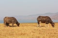 Swamp buffalo, Asian, Thailand