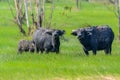 Swamp buffalo standing in pasture.