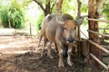 Swamp buffalo in corral. Animal for help work in rice field.