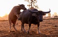 Swamp buffalo at a harvested rice field in Thailand. Buffalos at rice farm in the morning with sunlight. Domestic water buffalo in Royalty Free Stock Photo