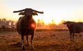 Swamp buffalo at a harvested rice field in Thailand. Buffalo mother and son stand at rice farm in the morning with sunlight. Royalty Free Stock Photo