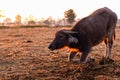 Swamp buffalo at a harvested rice field in Thailand. Young buffalo knee down on ground at farm in the morning with sunlight. Royalty Free Stock Photo