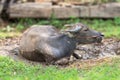 Swamp buffalo lying in the sun hot