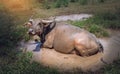 Swamp Buffalo soaked happily in mud water on summer at the rural village in Thailand