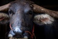 Swamp buffalo in Thailand use for work in agriculture and buffalo meat industry. Domestic water buffalo in Southeast Asia.