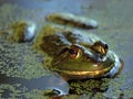 Swamp Bullfrog