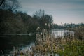 Swamp canal with dryed shrubs, autumn